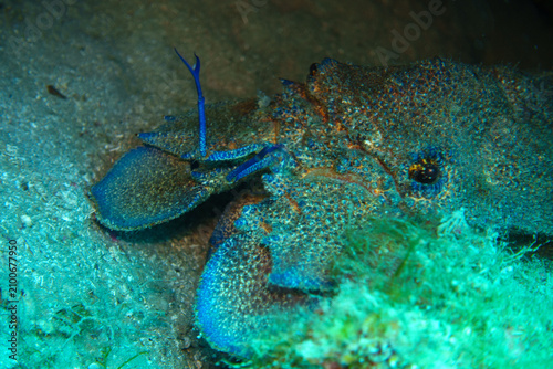 blue lobster