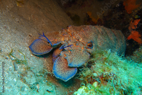 blue lobster