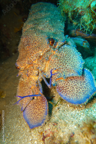 blue lobster