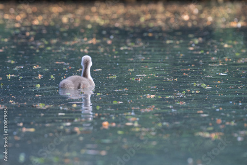 Bilde på lerret Little grey swan cygnet swimming on a wide lake surface with ample copy space, beautiful minimalist wild nature template