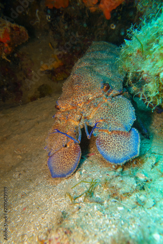 blue lobster