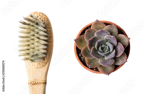 Eco-friendly bamboo toothbrush with natural bristles and a potted succulent plant displayed from a top-down view symbolizing sustainable living and natural wellness