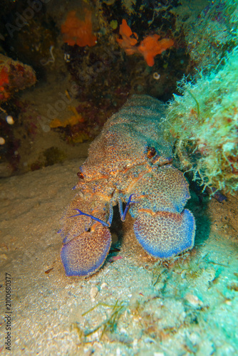 blue lobster