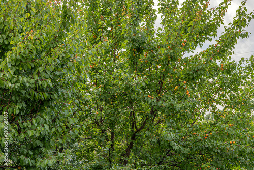 Dense apricot tree foliage with ripening orange fruits under cloudy sky
