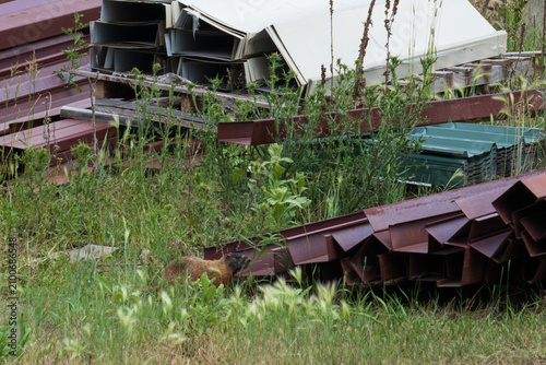 Fotografía Marmot sitting in  grass in a junkyard