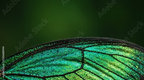 Macro Study of Rare Iridescent Green Tropical Butterfly Wing Scales