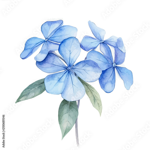 Foto Plumbago Flower, clipart watercolor vector, isolated on a white background