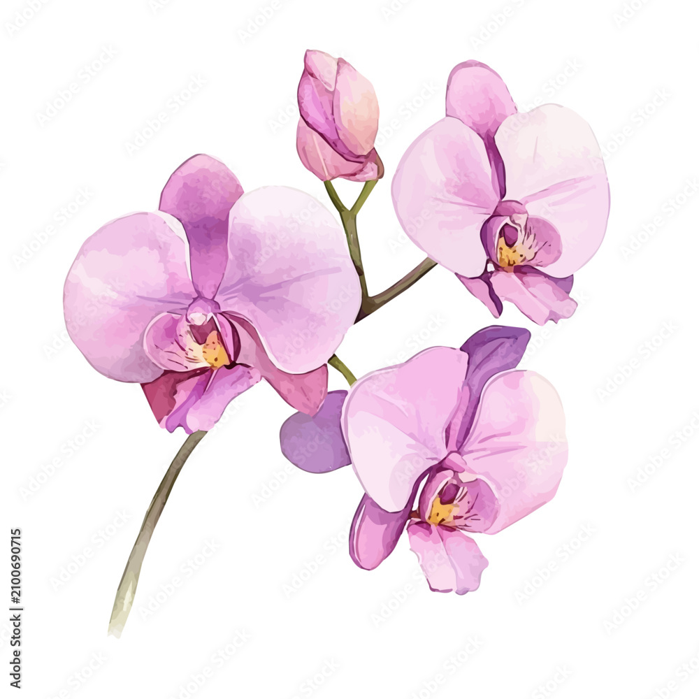 Obraz premium Orchid Flower, clipart watercolor vector with gentle, isolated on a white background.