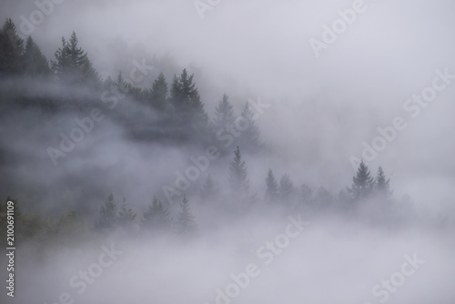 Foto High altitude coniferous forest obscured by thick atmospheric fog and mist