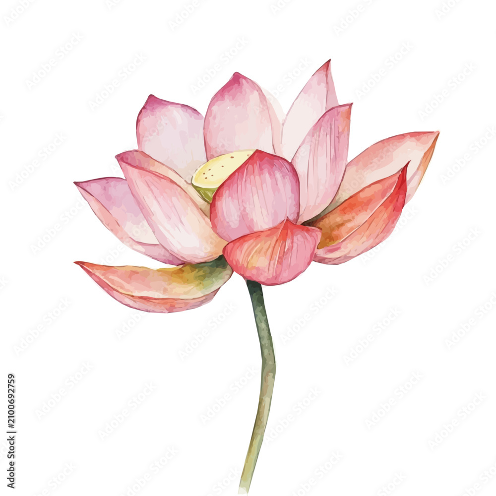 Fototapeta premium Lotus Flower, vector watercolor clipart with soft pastel strokes, isolated on a white background.