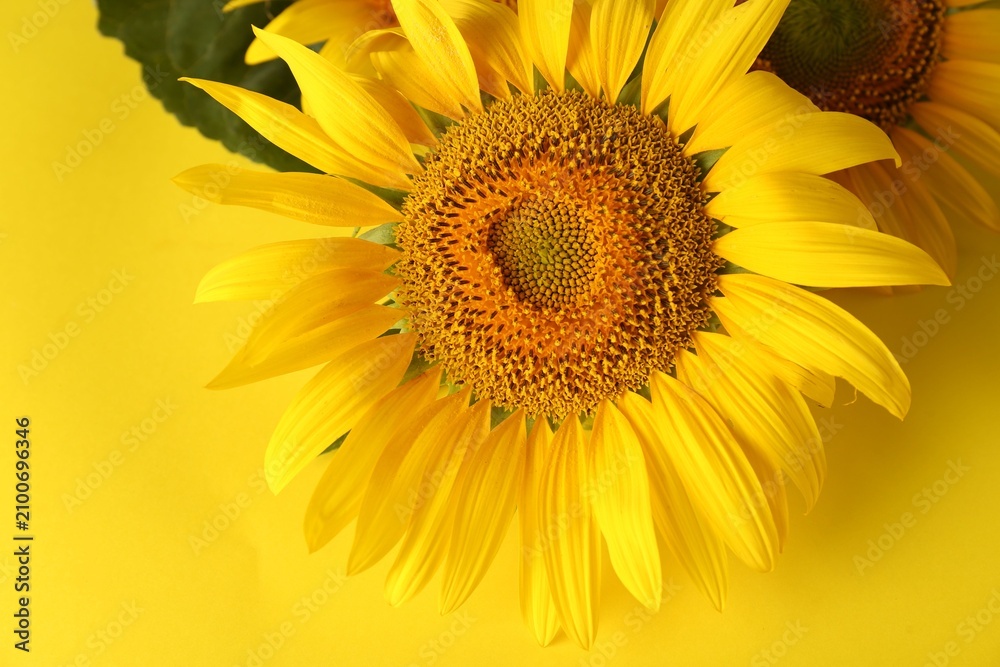 Naklejka premium Beautiful bright blooming sunflowers on yellow background