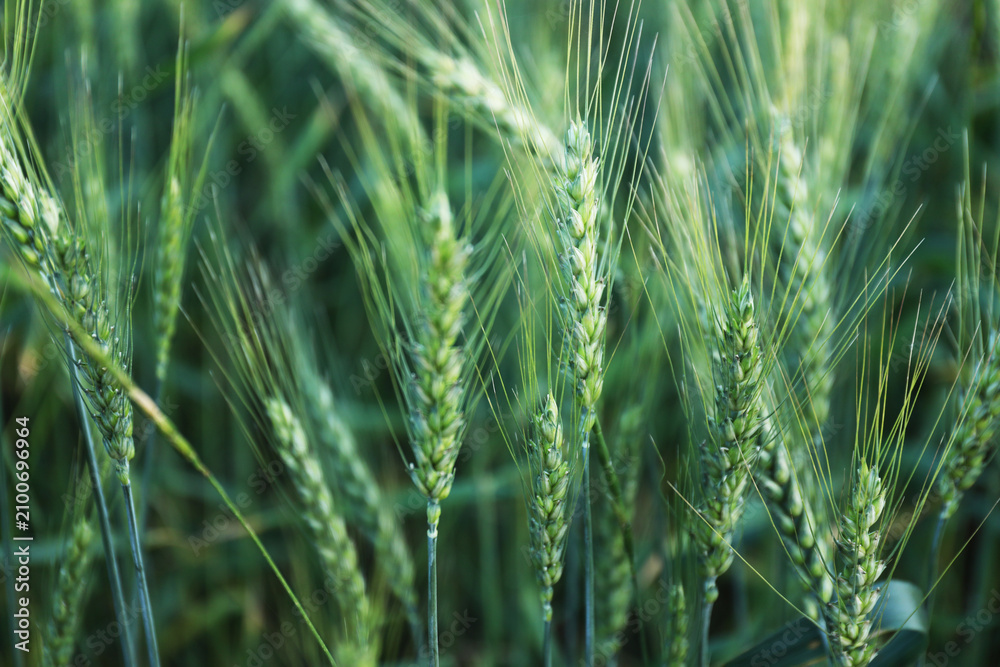 Obraz premium Beautiful ripening wheat spikes in field, closeup
