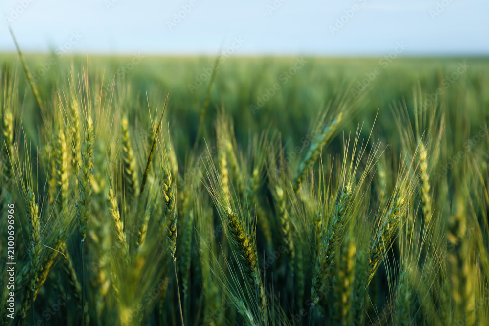 Obraz premium Beautiful ripening wheat spikes in field, closeup. Space for text