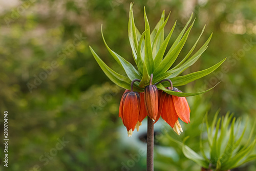 Fotografía The Imperial grouse (Fritillaria imperialis) is a perennial bulbous herbaceous plant of the Liliaceae family