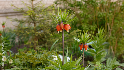 Fotografía The Imperial grouse (Fritillaria imperialis) is an ornamental garden plant that blooms in spring gardens