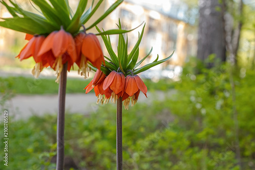 Bild auf Leinwand The Imperial grouse (Fritillaria imperialis) is an ornamental garden plant that blooms in spring gardens