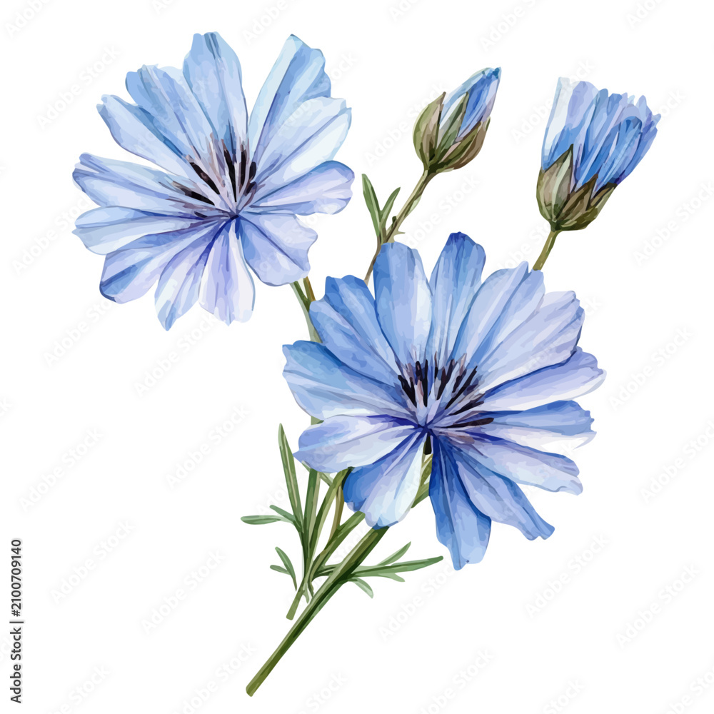 Fototapeta premium Chicory High Quality, watercolor clipart vector, isolated on a white background.