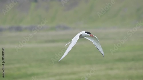 Arctic Tern in Flight Captured with Panning Shot in Iceland 4K Wildlife Footage