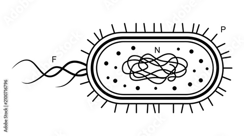 Foto Detailed illustration of a bacterial cell structure with flagellum and genetic m