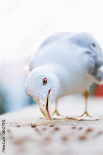 Obraz na plátne Close up white seagull pecking crumbs on urban pavement with soft blurred backgr