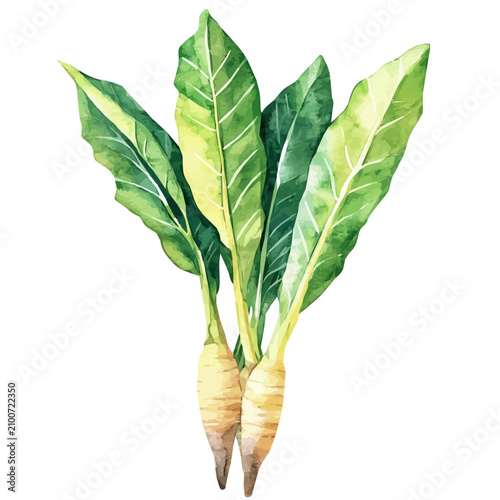 фотографія Arrowroot High Quality, watercolor painting vector, isolated on a white background