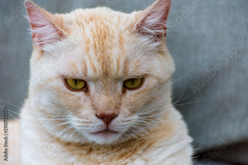 Fotografie orange british shorthair cat looking grumpy