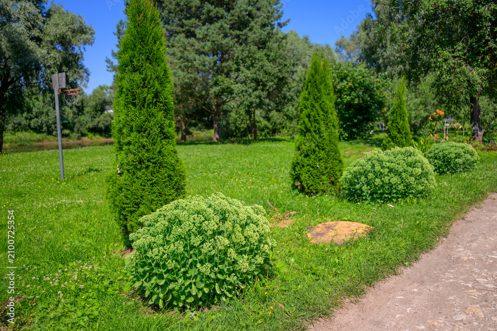 Fototapeta premium Lush green lawn with neatly trimmed shrubs and tall conifers. Bright blue sky overhead, casting soft daylight. Grassy area borders a gravel pathway. Trees and bushes frame the parklike setting