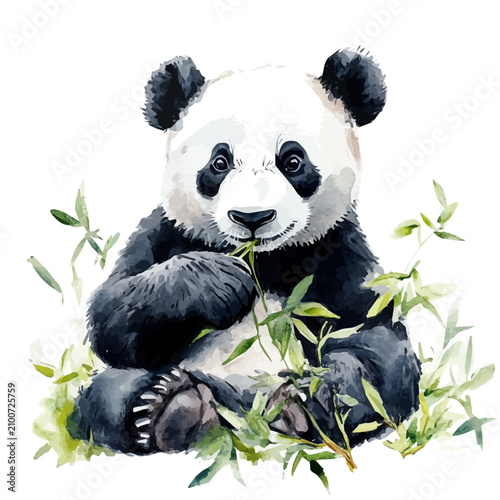 Giant Panda, beautiful watercolor illustration, isolated on a white background, soft and delicate colors.