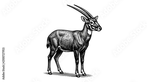 Tablou pe pânză Detailed illustration of an antelope standing.