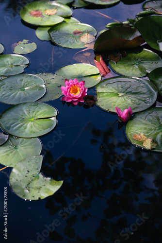 Cuadro en lienzo Lotus flower or water lily in the pond amongst the green leaves floating on the