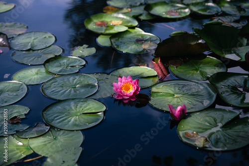 Принти на полотні Lotus flower or water lily in the pond amongst the green leaves floating on the