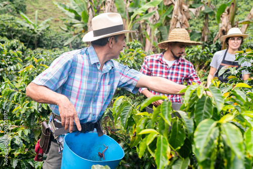 Obraz na plátne Coffee workers are picking ripe coffee cherries by hand on a green plantation