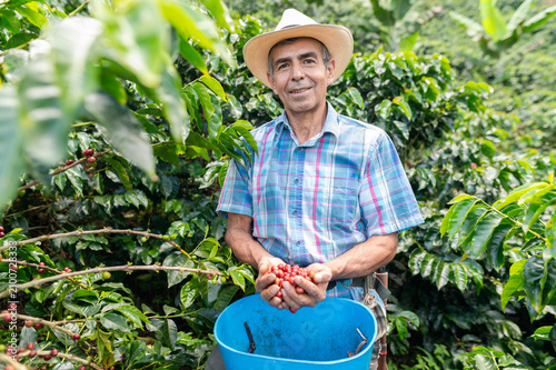 Canvas Print Farmer showing freshly picked red coffee cherries in hand