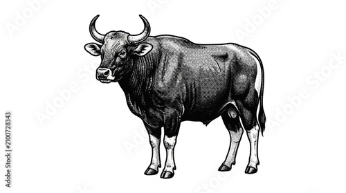 Canvas Print Large Gray Bull Standing Alone.