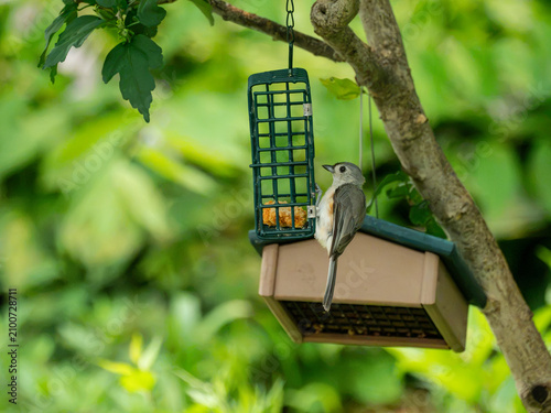 Vászonkép a tufted titmouse in the back yard