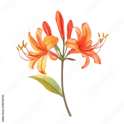 Flame Lily Flower, high quality watercolor, isolated on a white background, vibrant details.