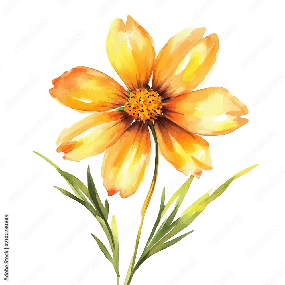 Obraz premium Coreopsis Flower, high quality watercolor, isolated on a white background, vibrant details.
