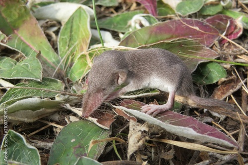 Small baby shrew on grass in the garden, closeup