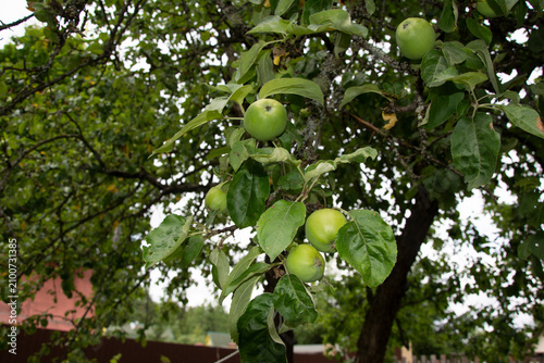 Green Apples on Branch - Nature's Bounty