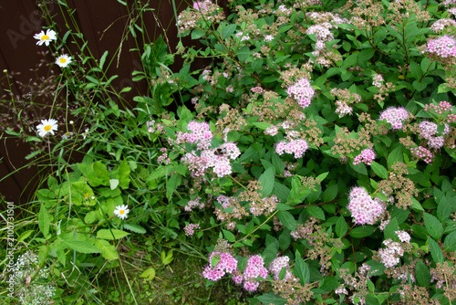 Pink & White Flowers in Lush Garden