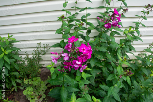 Pink Phlox Flowers Blooming in a Garden