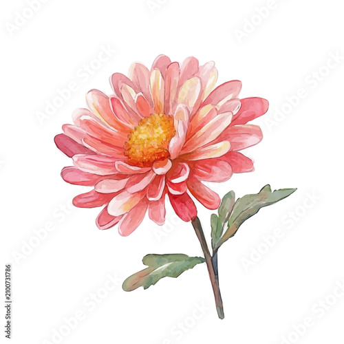 watercolor painting of Chrysanthemum Flower graphic, isolated on a white background.