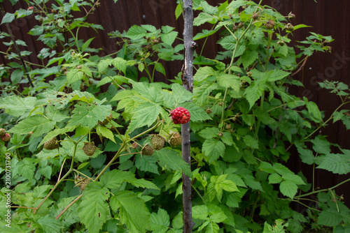 Raspberry Bush with Unripe Berries