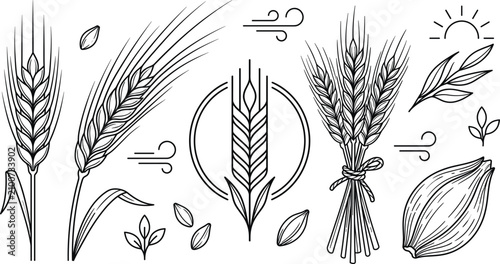 Cuadro en lienzo Wheat barley grain ear stalk agriculture farm harvest vector line art set,