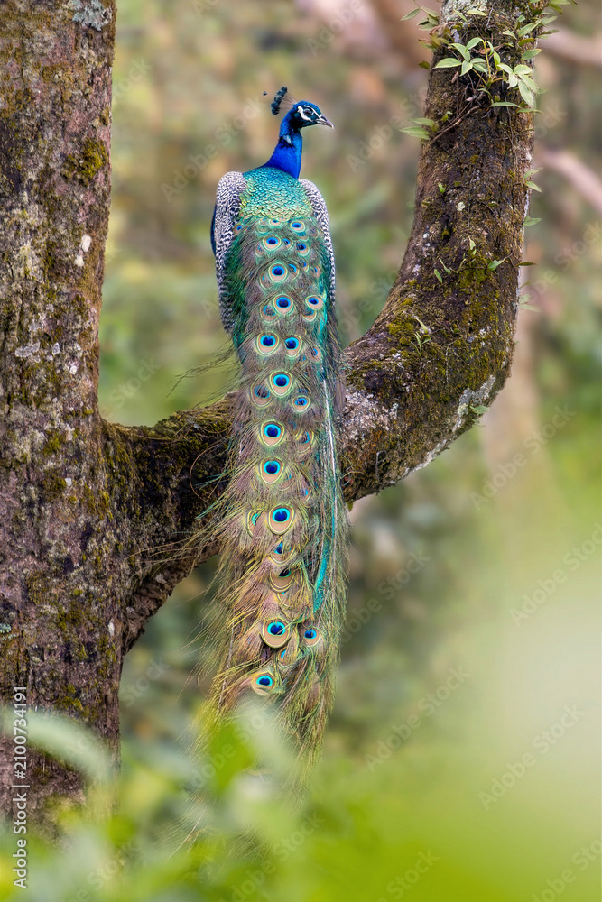 Obraz premium Male Indian peafowl perched on a mossy tree in forest