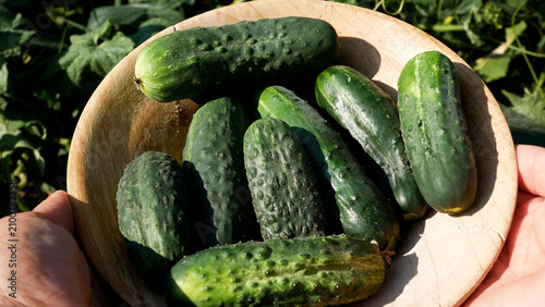 Obraz na płótnie Freshly picked ripe green cucumbers in a wooden bowl in the garden