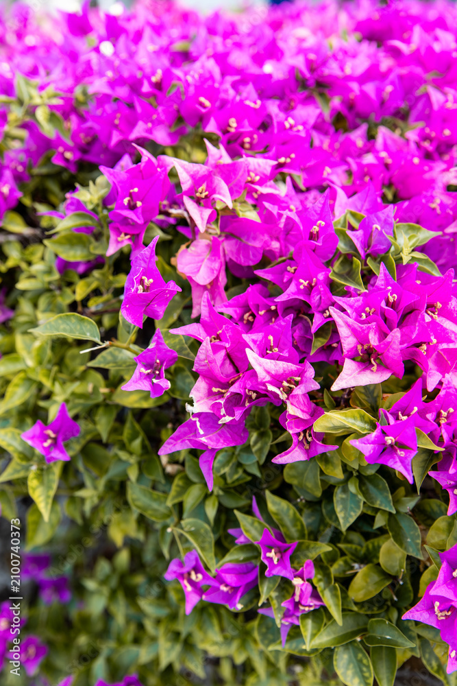 Fototapeta premium Vivid magenta bougainvillea blossoms along the Honolulu waterfront, Oahu