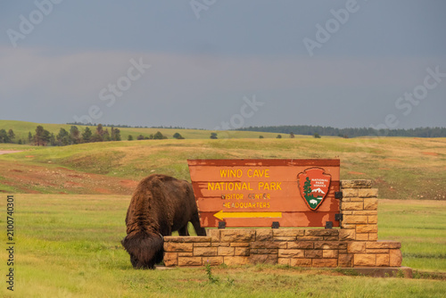 Bison in a field at Windcave National Park, South Dakota