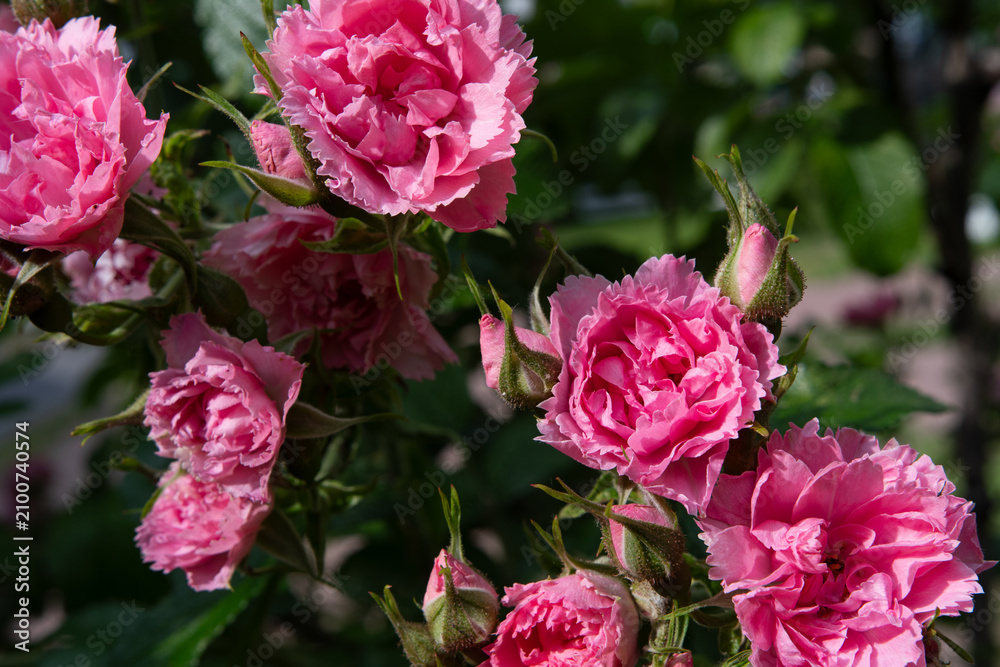Obraz premium beautiful pink roses carnation type blossoming at cloudy day. close up