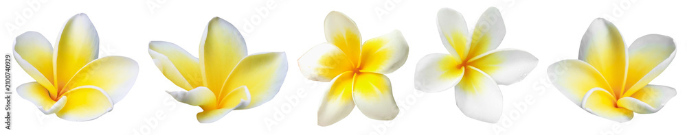 Fototapeta premium Tropical plumeria flowers isolated on white, set